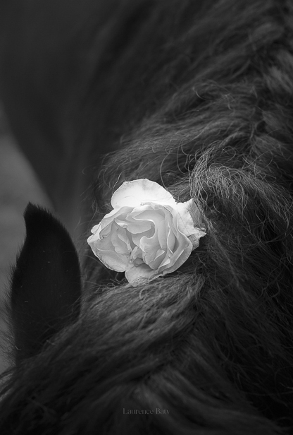 Présence équine en lumière naturelle, série Dérives poétiques