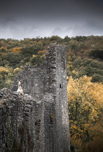 Cheval libre dans des ruines de Wallonie, série Échos de pierres et de crins